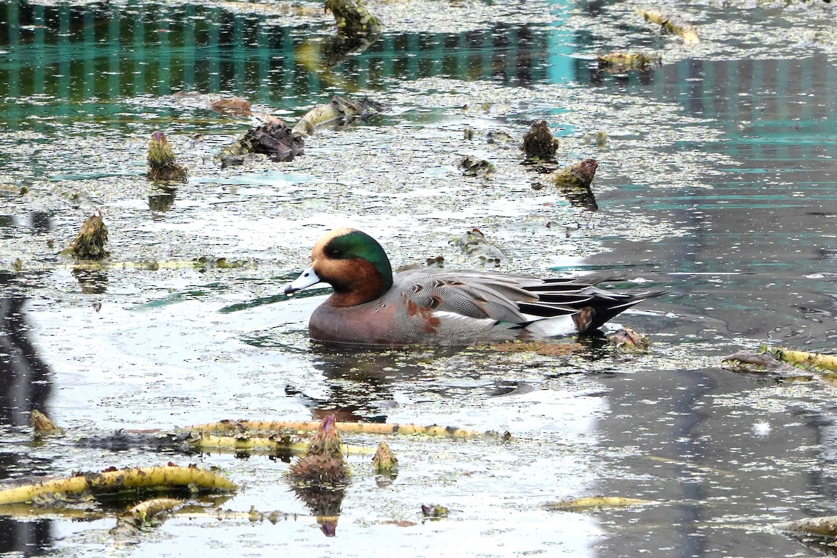 Eurasian x American Wigeon (hybrid) - ML638083500