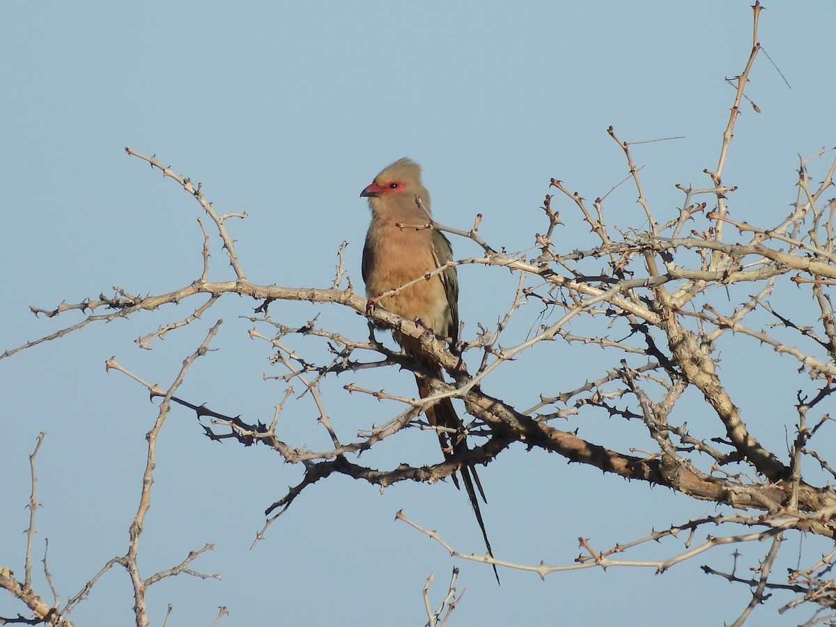 Red-faced Mousebird - ML638083507