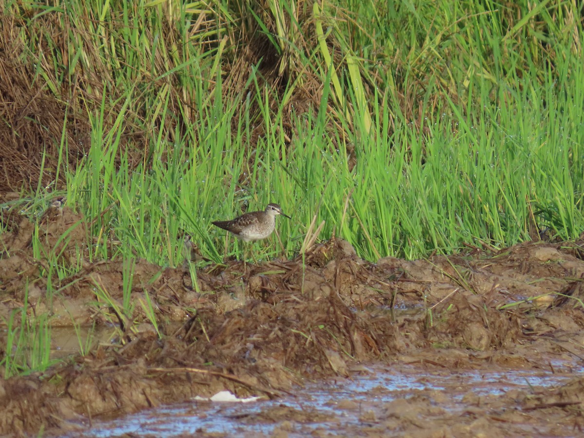 Wood Sandpiper - ML638083523