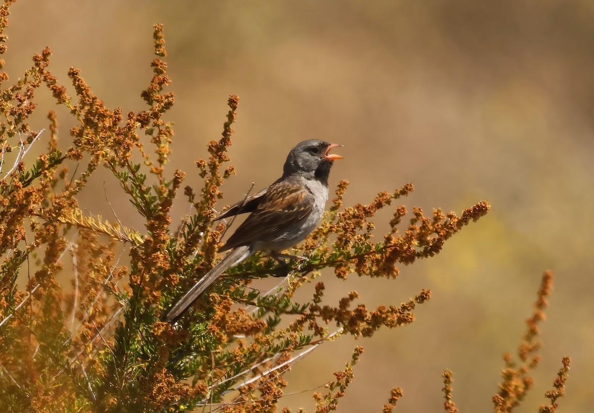 Black-chinned Sparrow - ML638083561