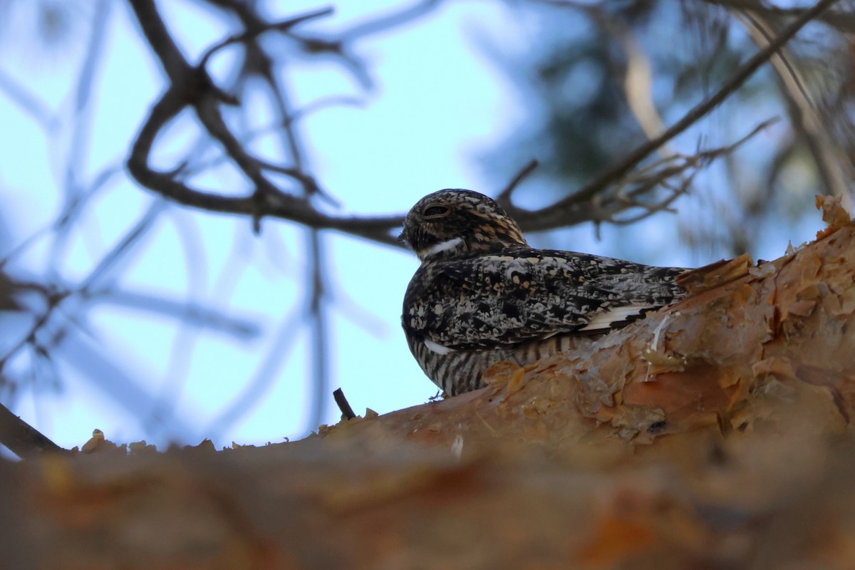 Common Nighthawk - ML638083591
