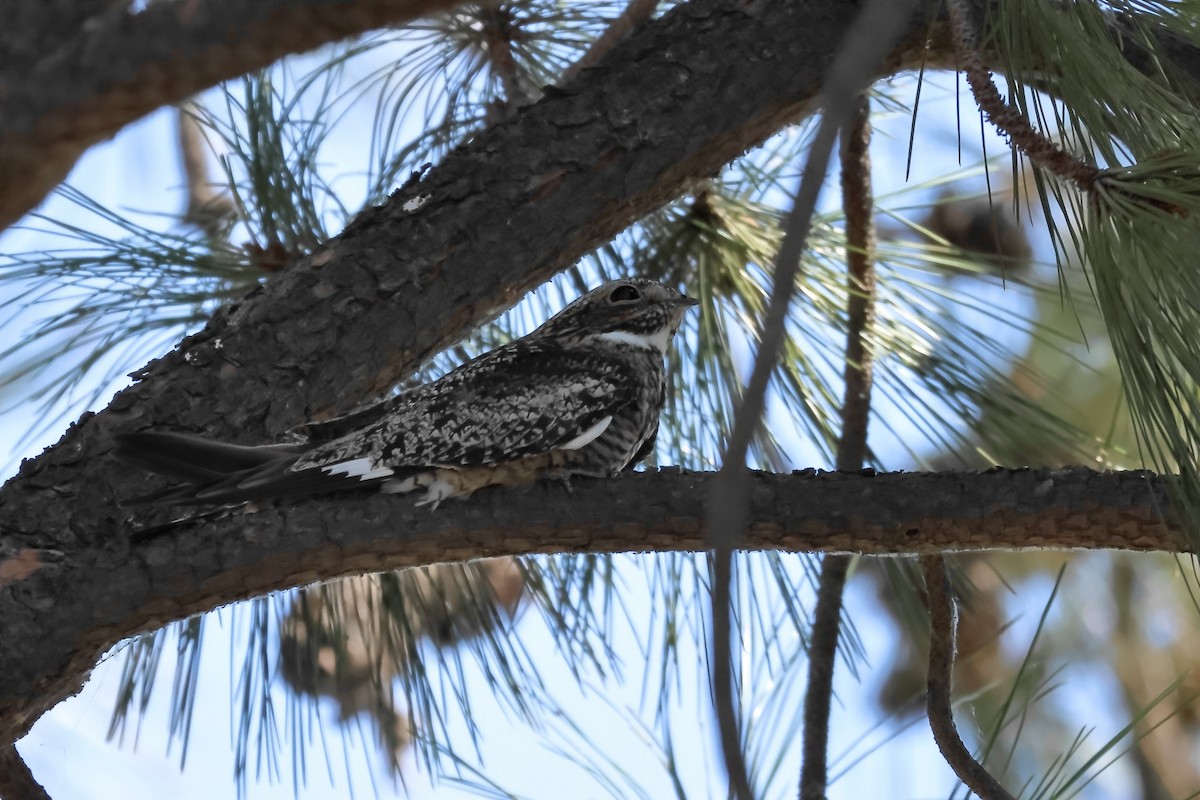 Common Nighthawk - ML638083593
