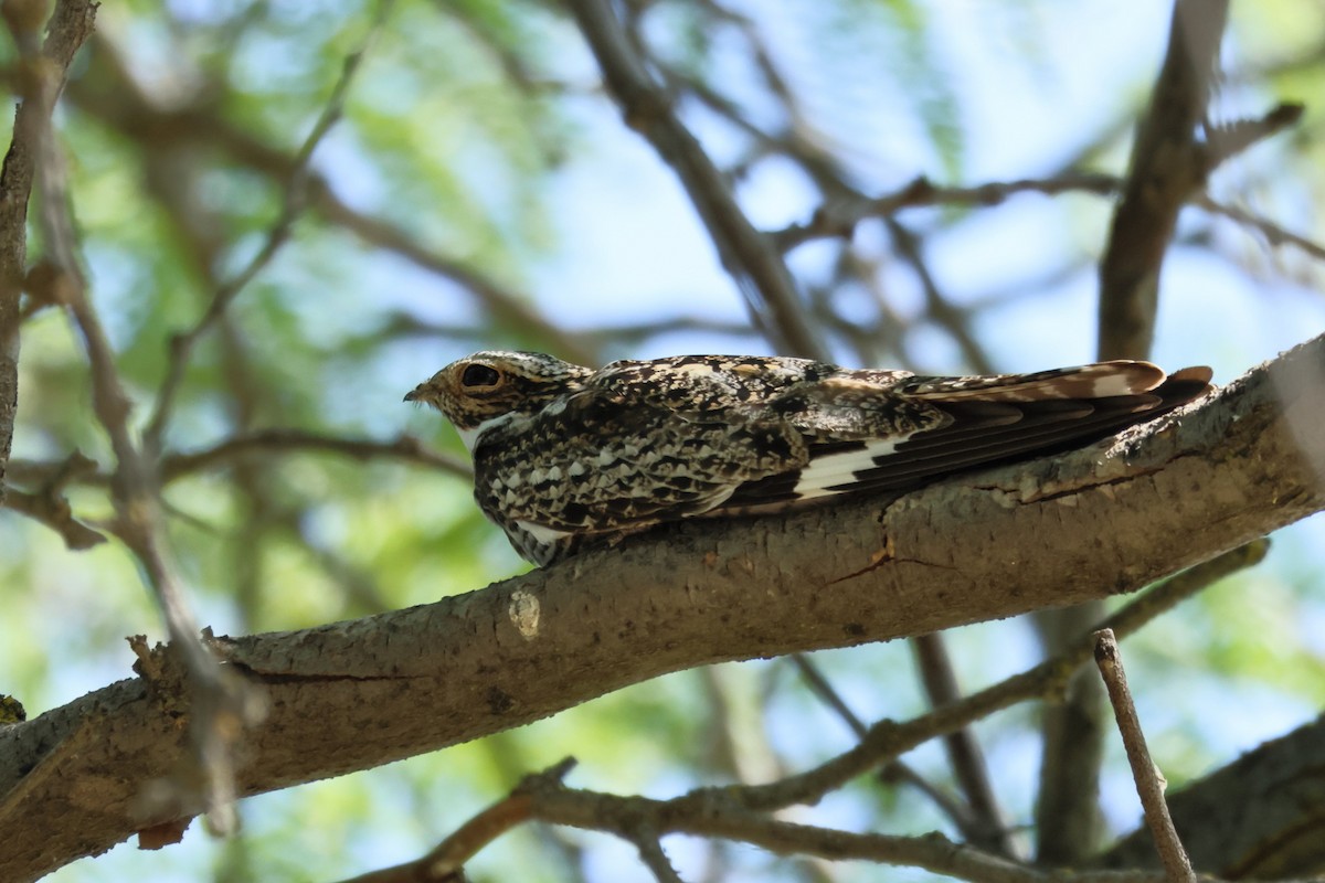Common Nighthawk - ML638083594