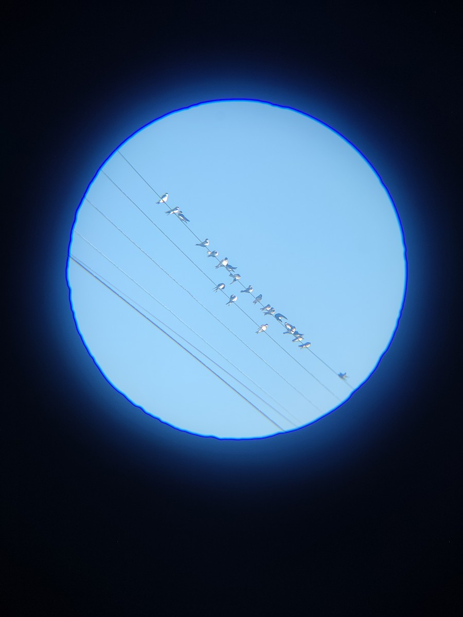 Chilean Swallow - ML638083626