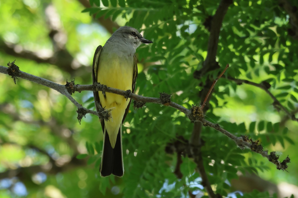 Western Kingbird - ML638083649