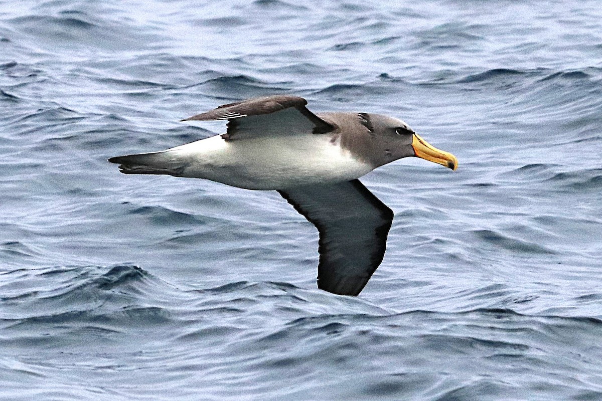 Chatham Albatross - ML638083651