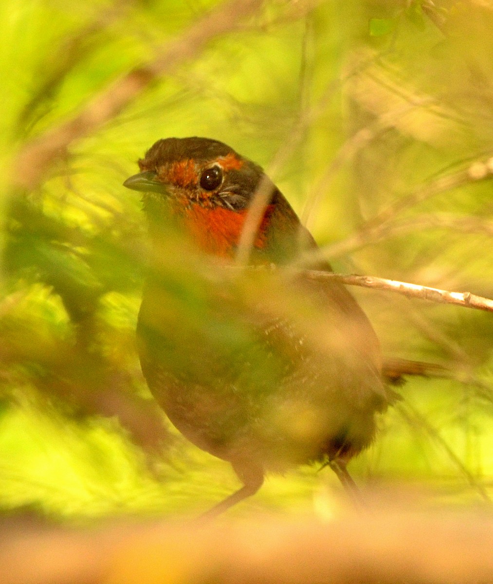 Chucao Tapaculo - ML638083652