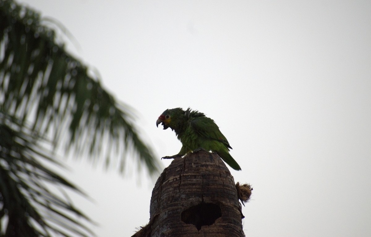 Red-lored Amazon - ML638083660