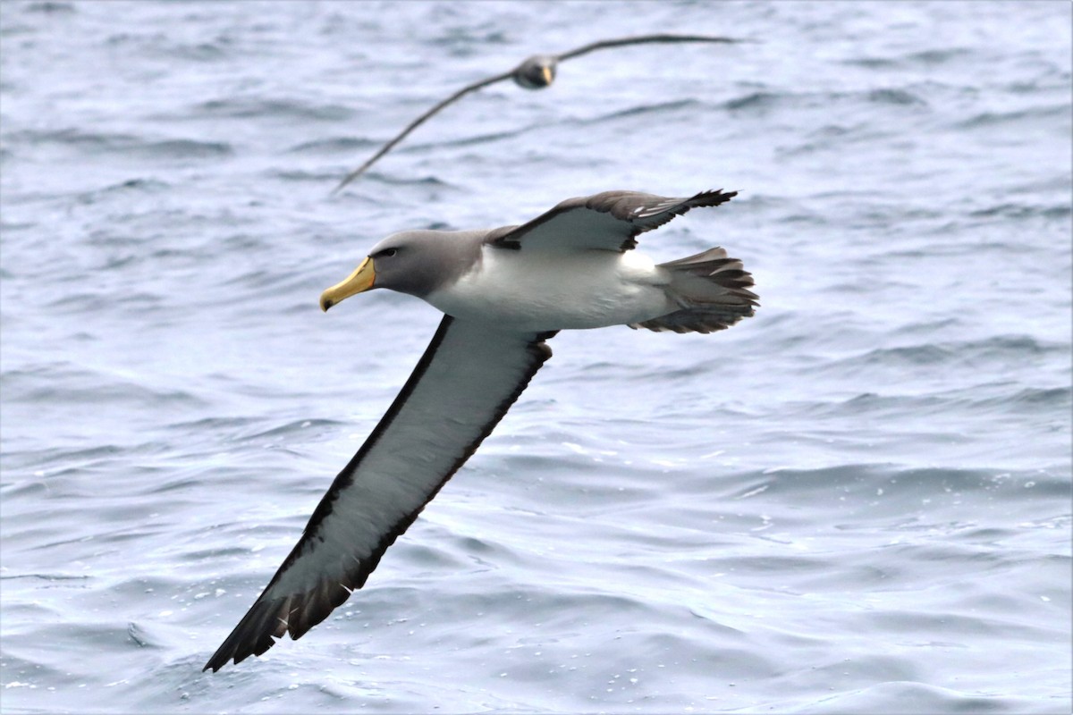 Chatham Albatross - ML638083687