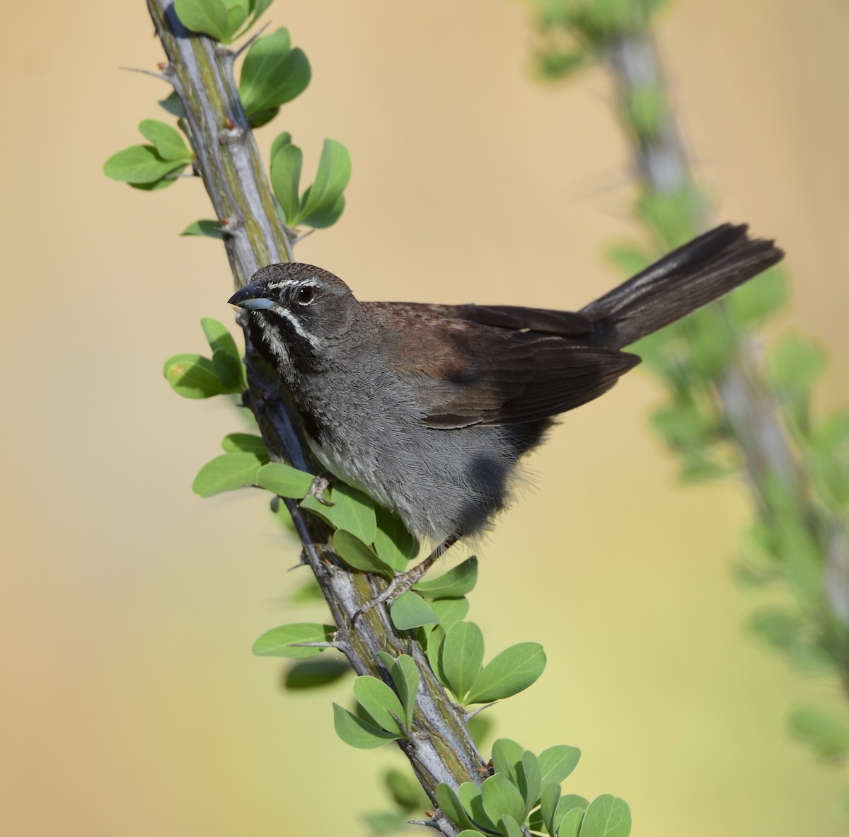 Five-striped Sparrow - ML638083693