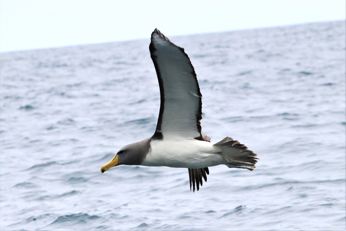 Chatham Albatross - ML638083702