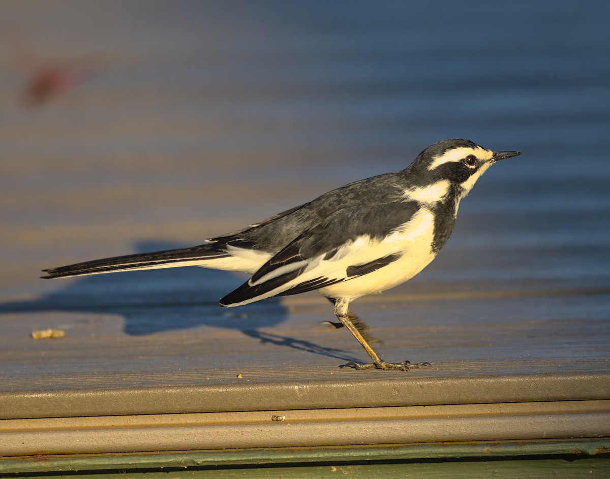 African Pied Wagtail - ML638083708