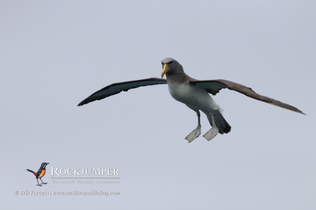 Chatham Albatross - ML638083709