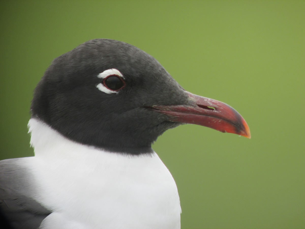 Laughing Gull - ML638083729