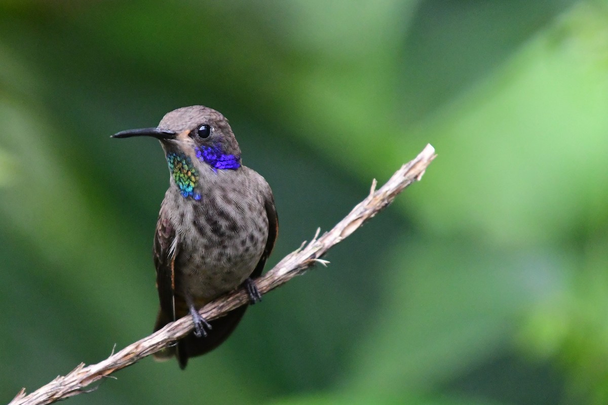 Brown Violetear - ML638083733
