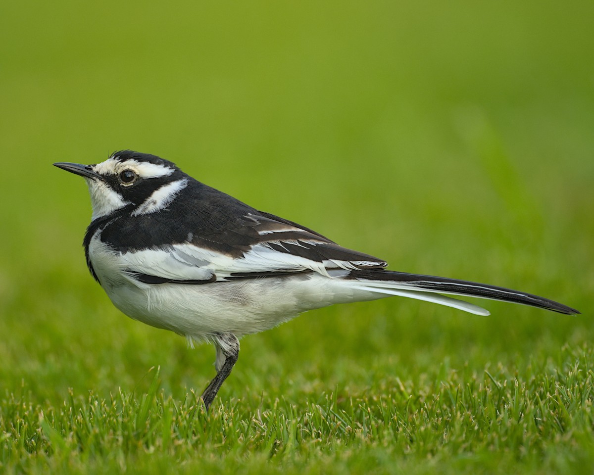 African Pied Wagtail - ML638083735