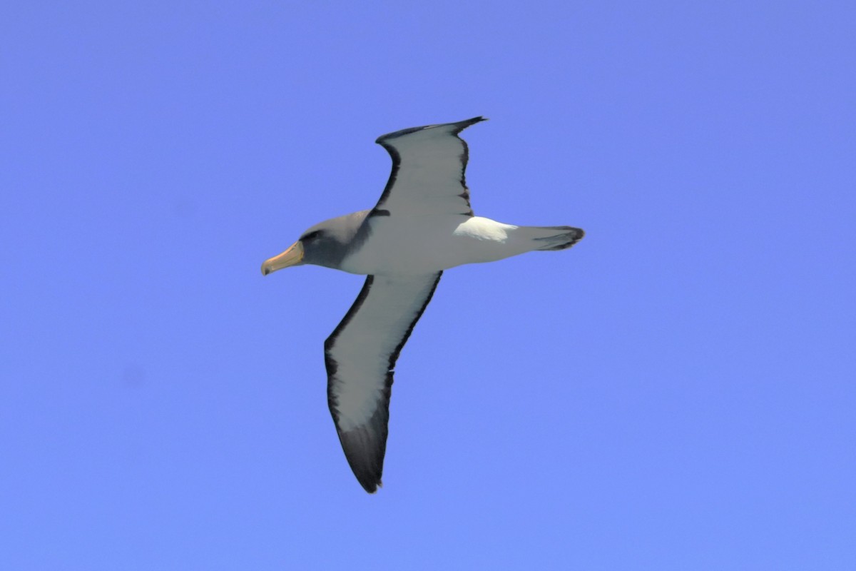 Chatham Albatross - ML638083740