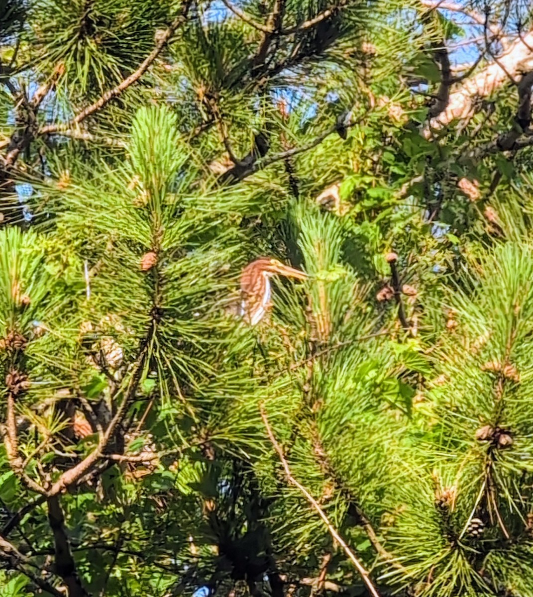 Green Heron - ML638083741