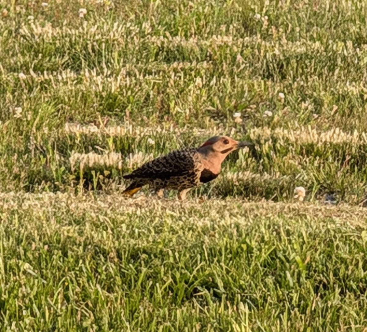 Northern Flicker - ML638083744