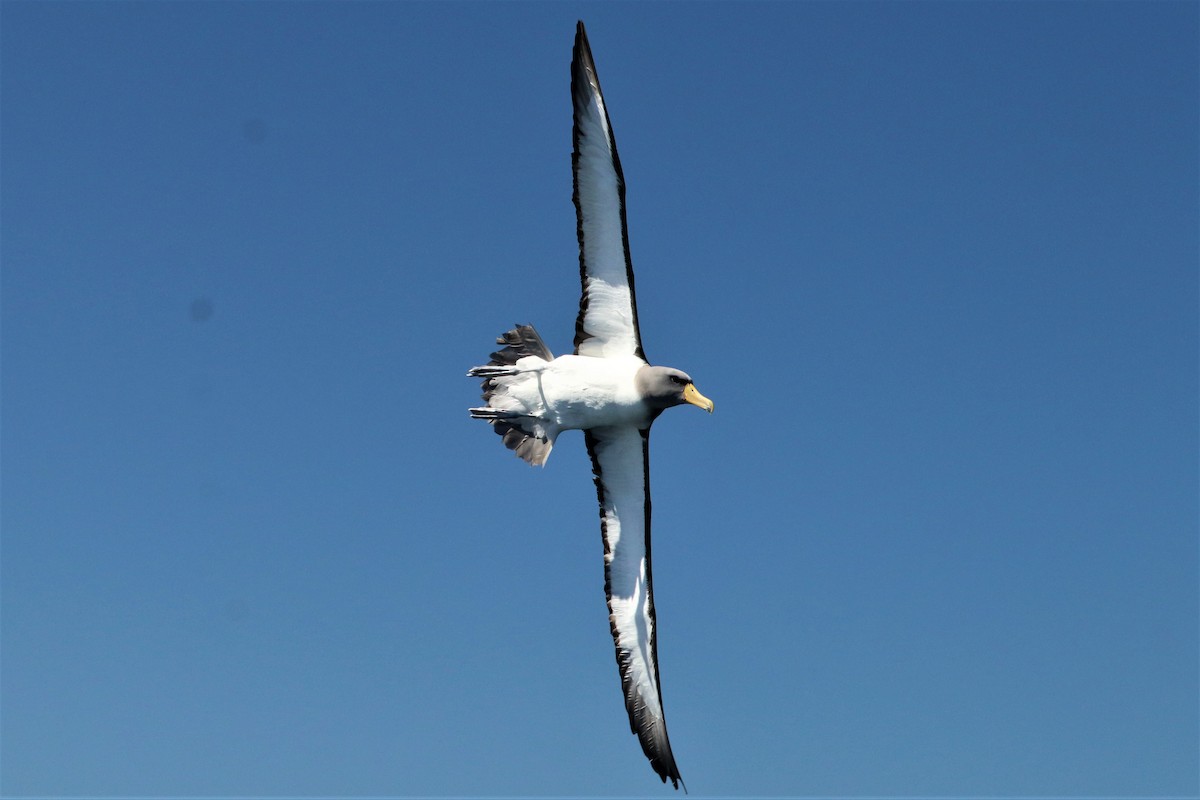 Chatham Albatross - ML638083752
