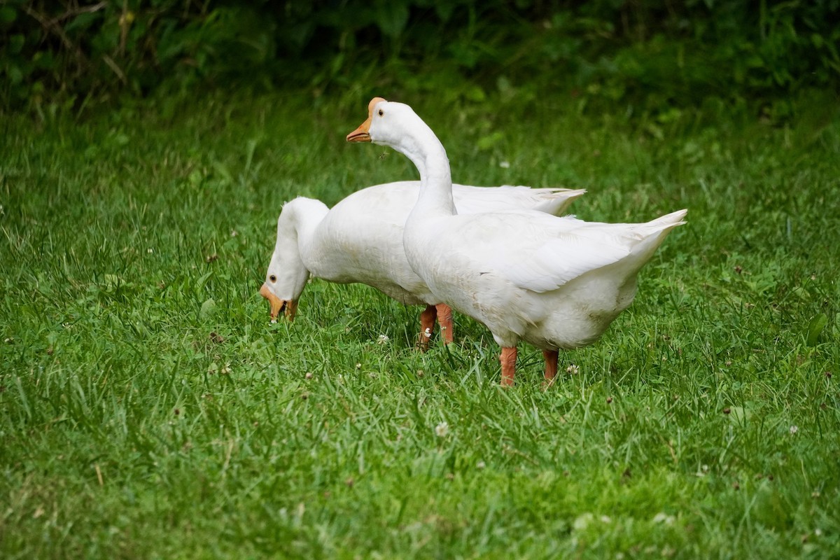 Domestic goose sp. (Domestic type) - ML638083763