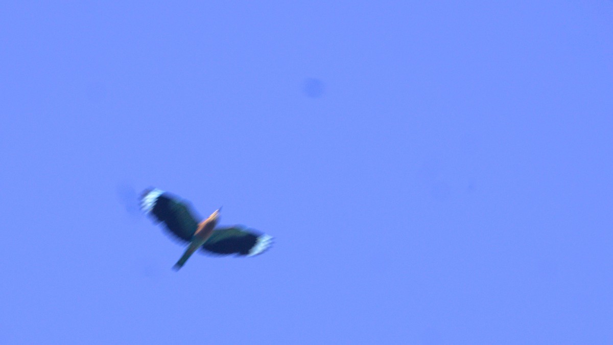 Indian Roller - ML638083776