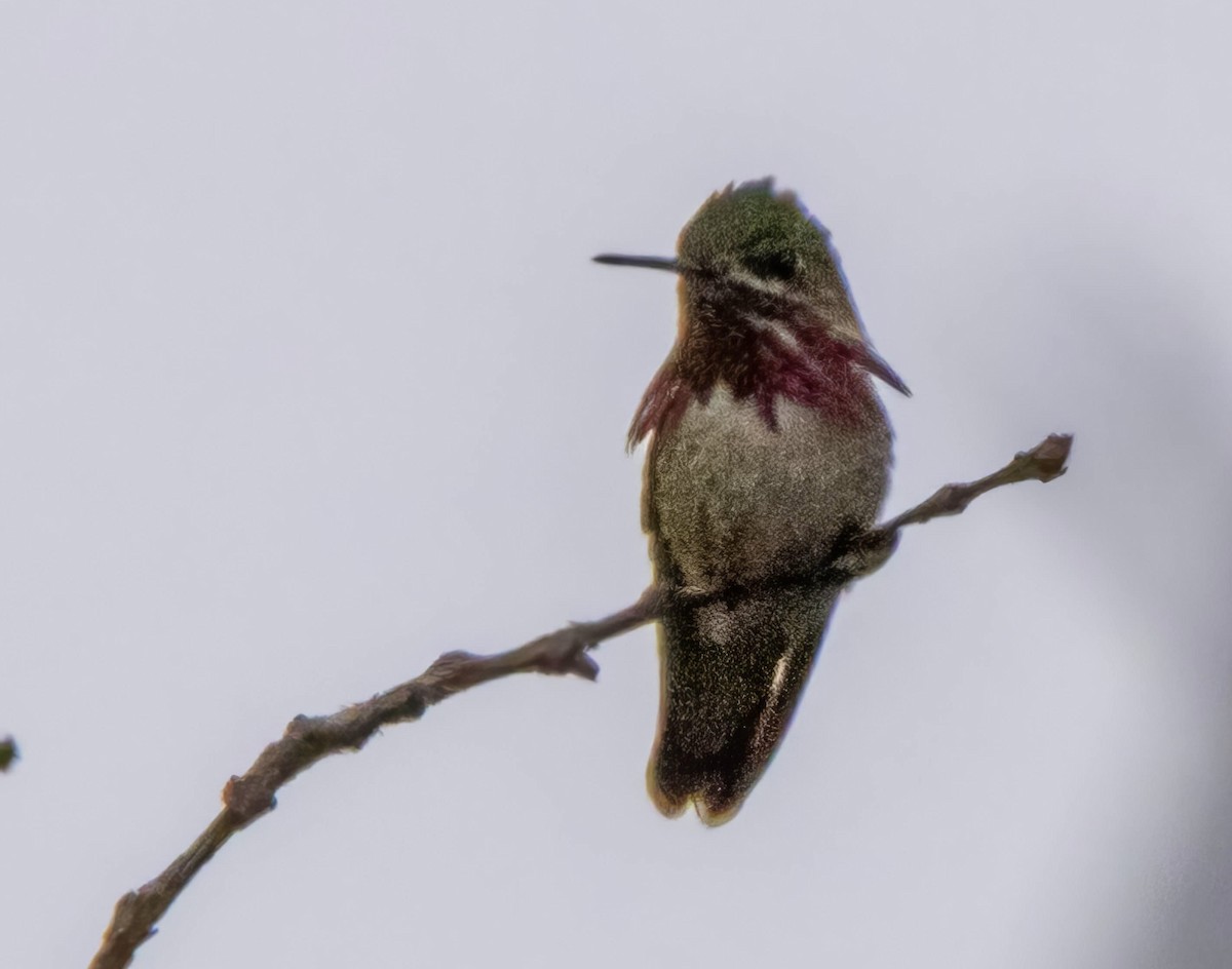Calliope Hummingbird - ML638083795