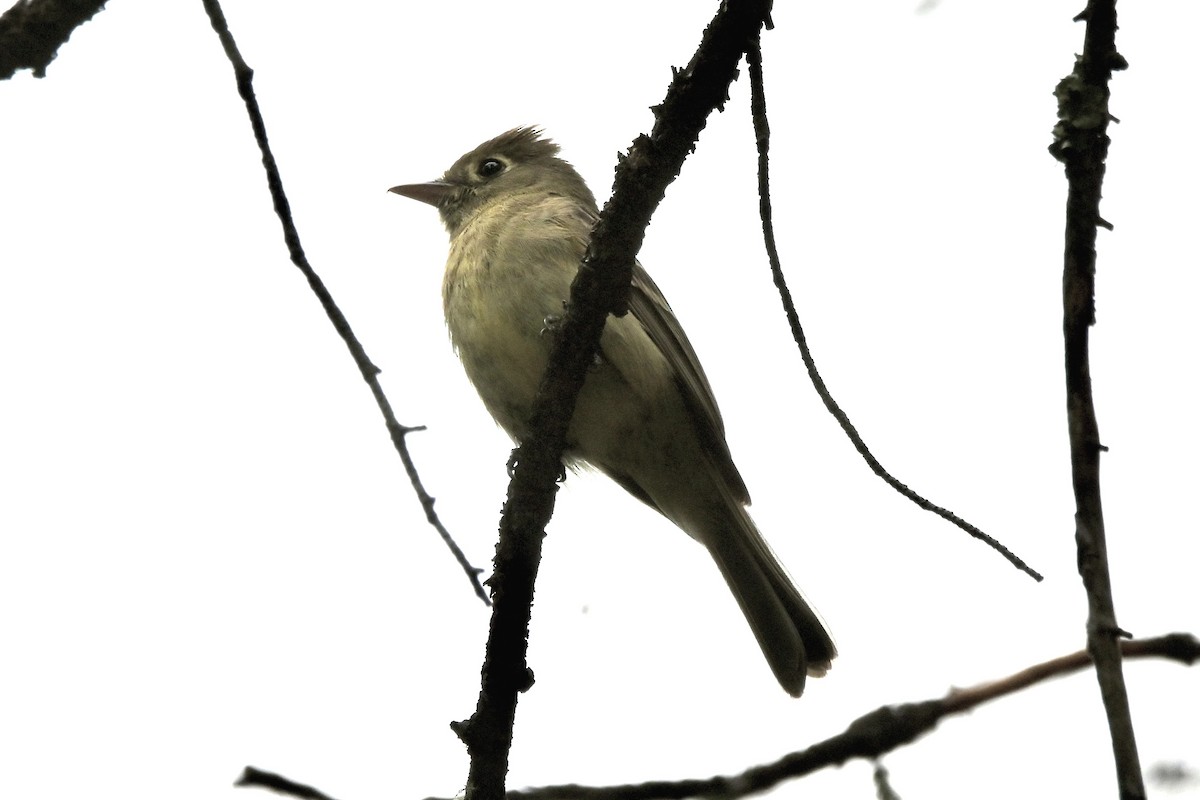 Western Flycatcher - ML638083823