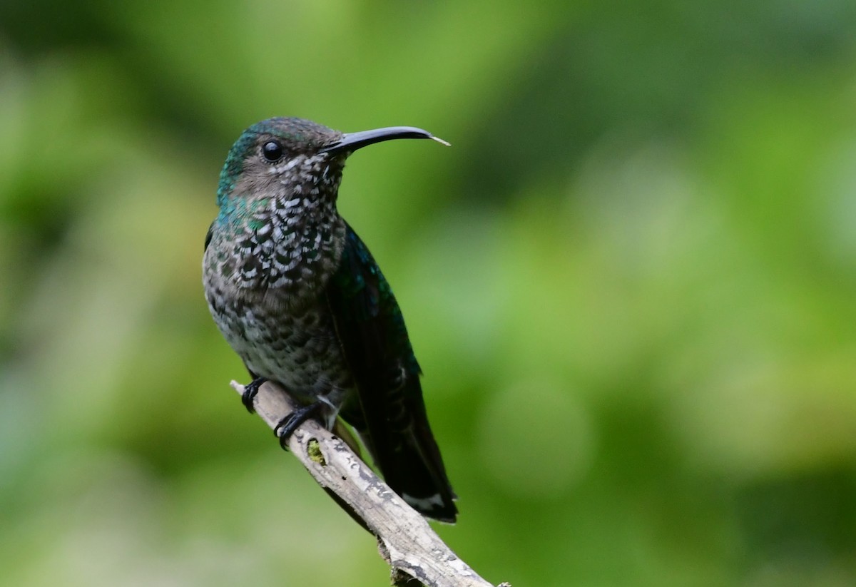 White-necked Jacobin - ML638083855