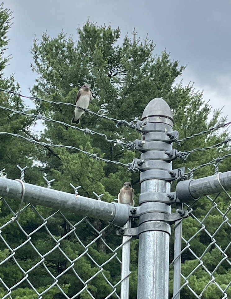 Northern Rough-winged Swallow - ML638083898