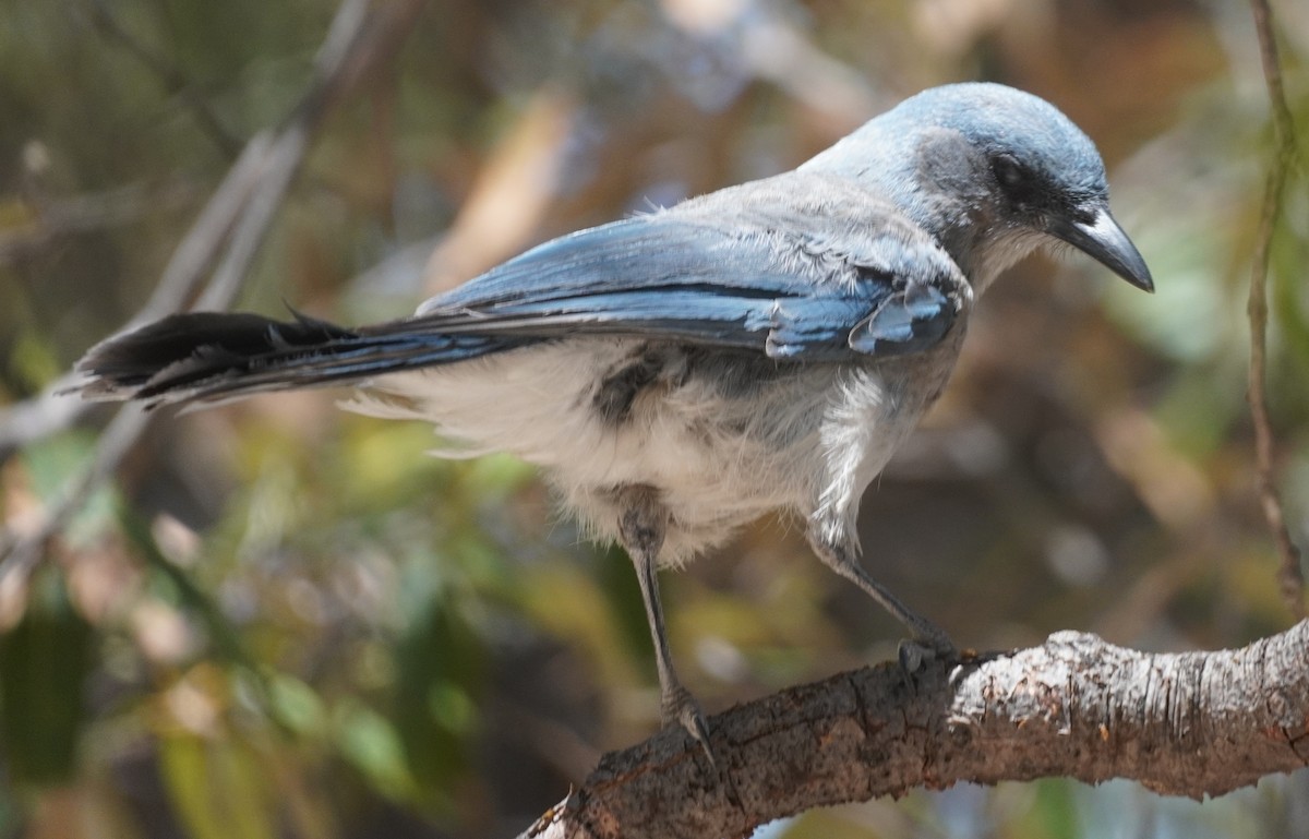 Mexican Jay - ML638083913