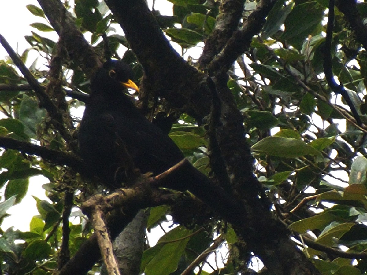 Glossy-black Thrush - ML638083916