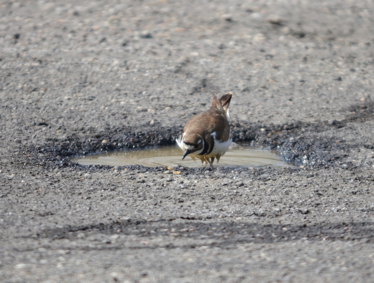 Killdeer - ML638083943