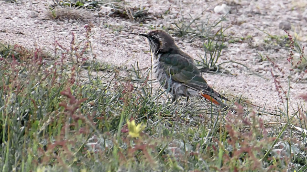 Horsfield's Bronze-Cuckoo - ML638083947