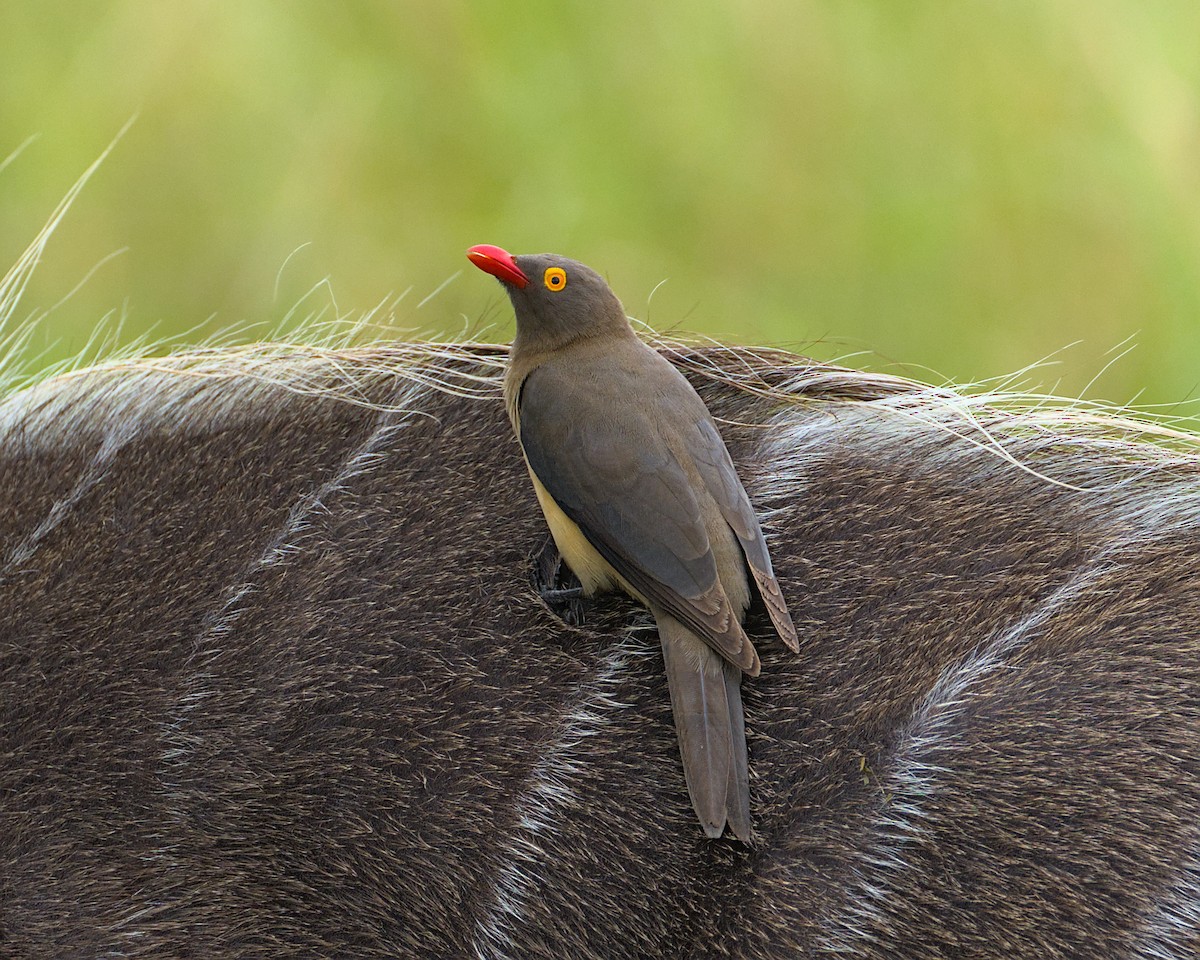 Red-billed Oxpecker - ML638083957