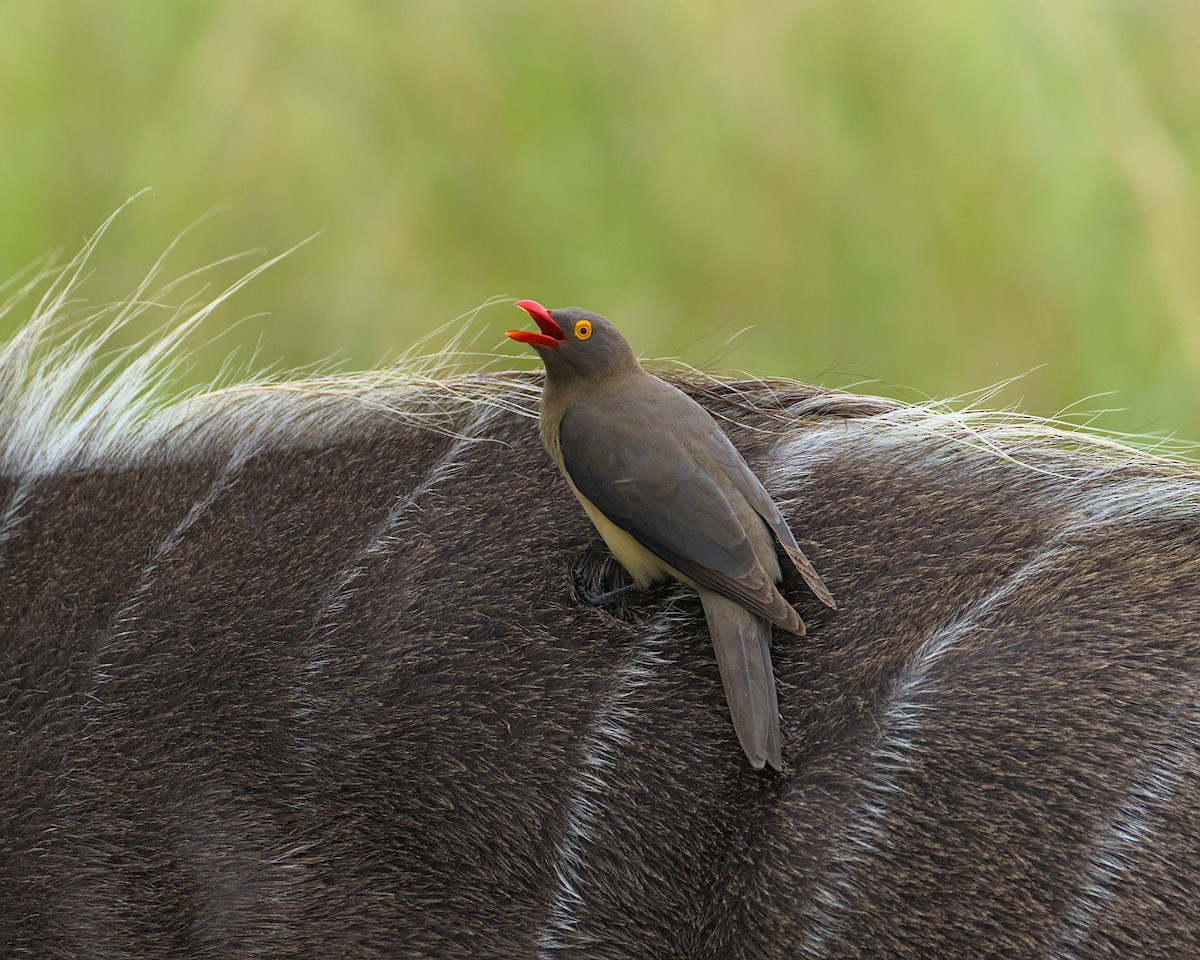 Red-billed Oxpecker - ML638083958