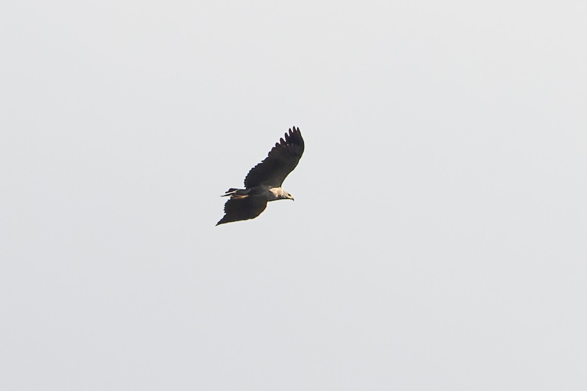 Chaco Eagle - ML638083961