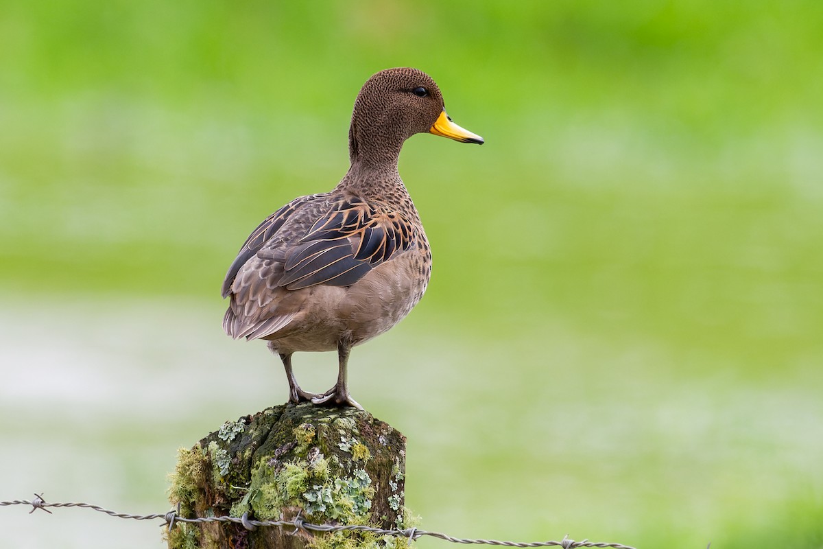 Yellow-billed Teal - ML638083974