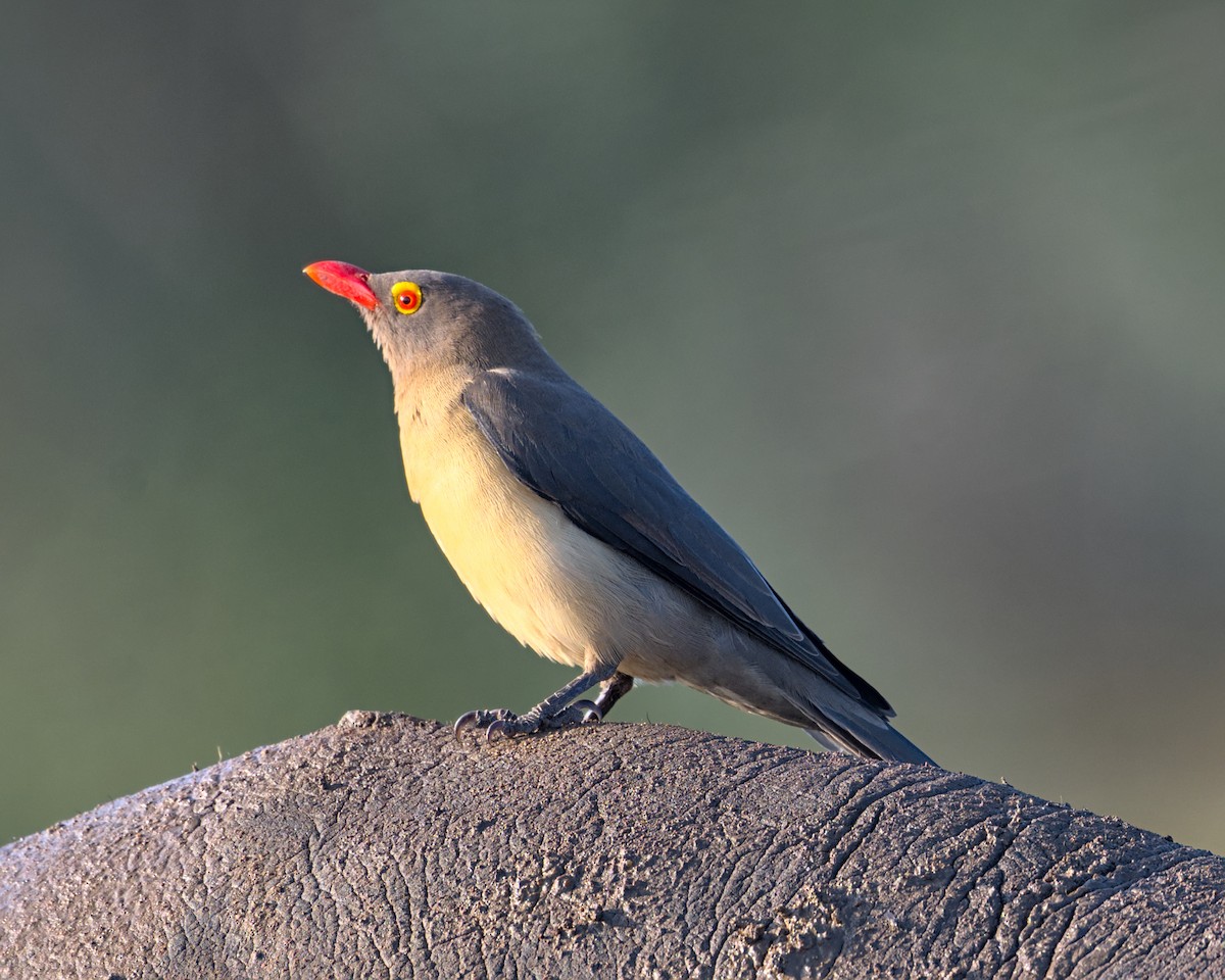 Red-billed Oxpecker - ML638083985