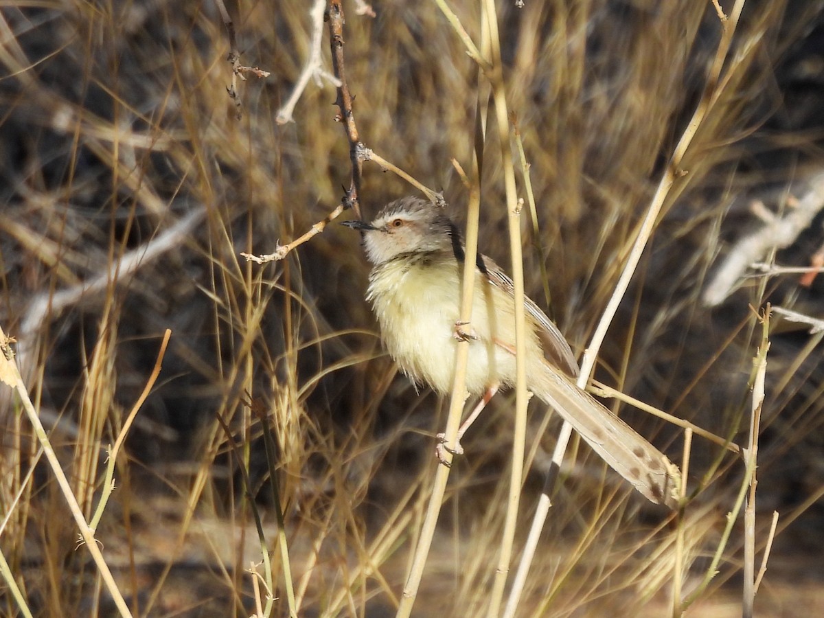 Black-chested Prinia - ML638083995