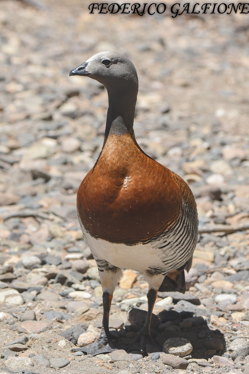Ashy-headed Goose - ML638084011