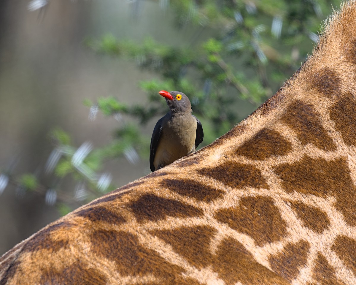 Red-billed Oxpecker - ML638084023