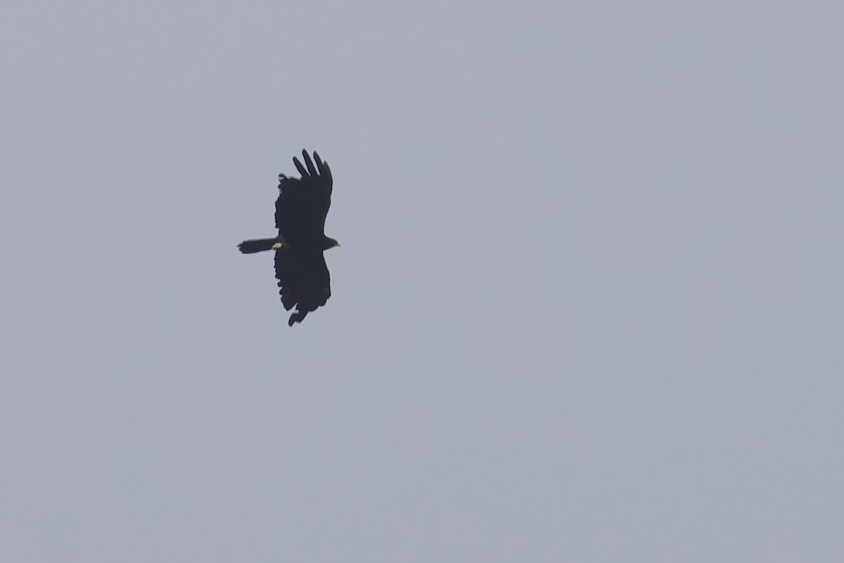 Black Eagle - ML638084042