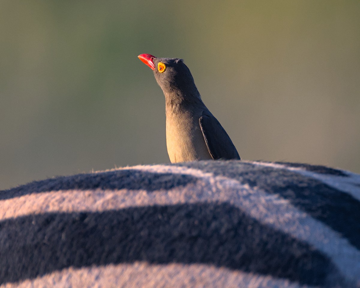 Red-billed Oxpecker - ML638084048