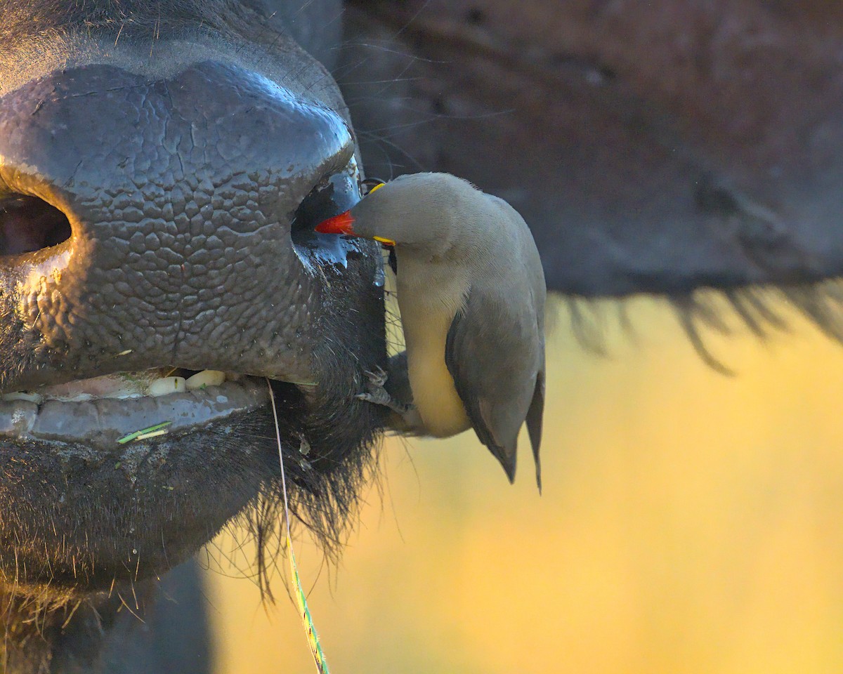 Red-billed Oxpecker - ML638084071