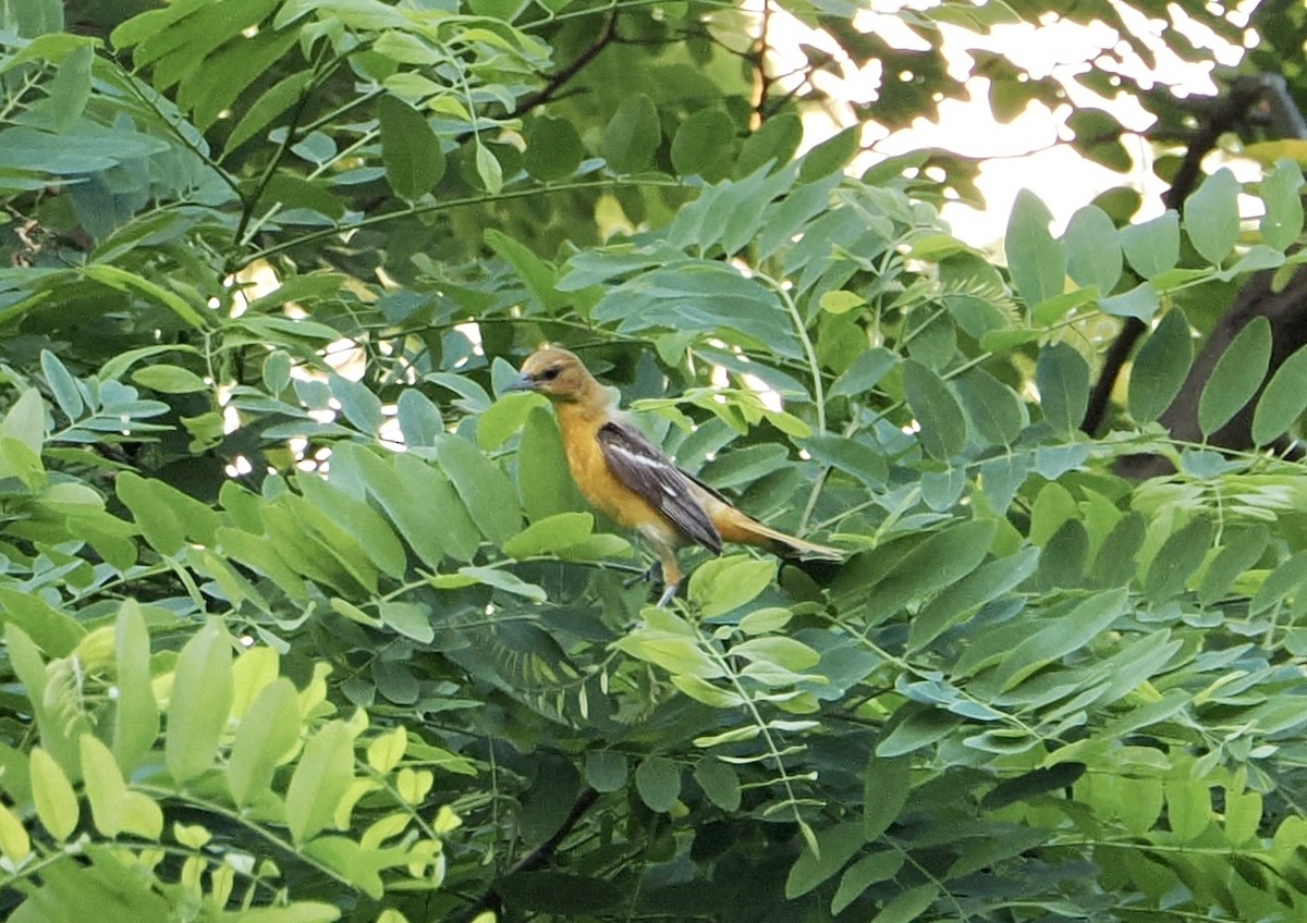 Baltimore Oriole - ML638084136