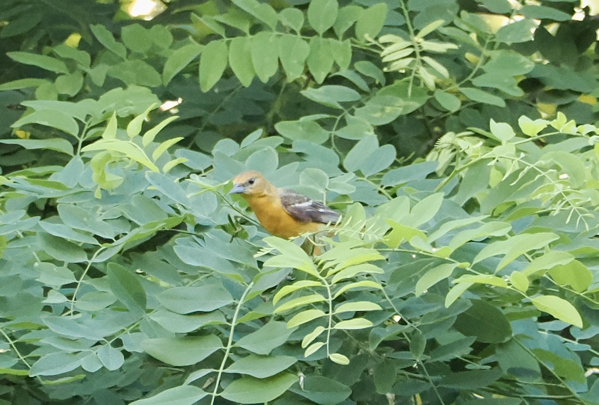 Baltimore Oriole - ML638084137