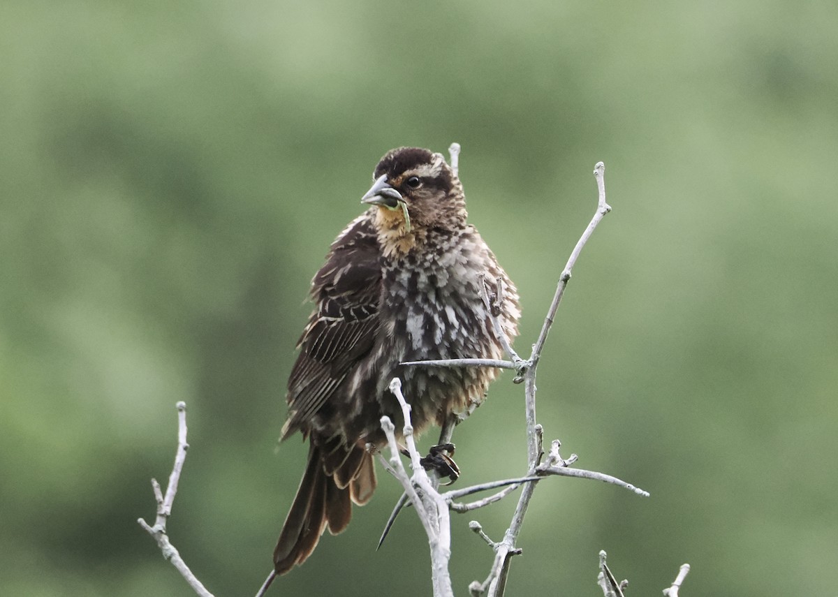 Red-winged Blackbird - ML638084149
