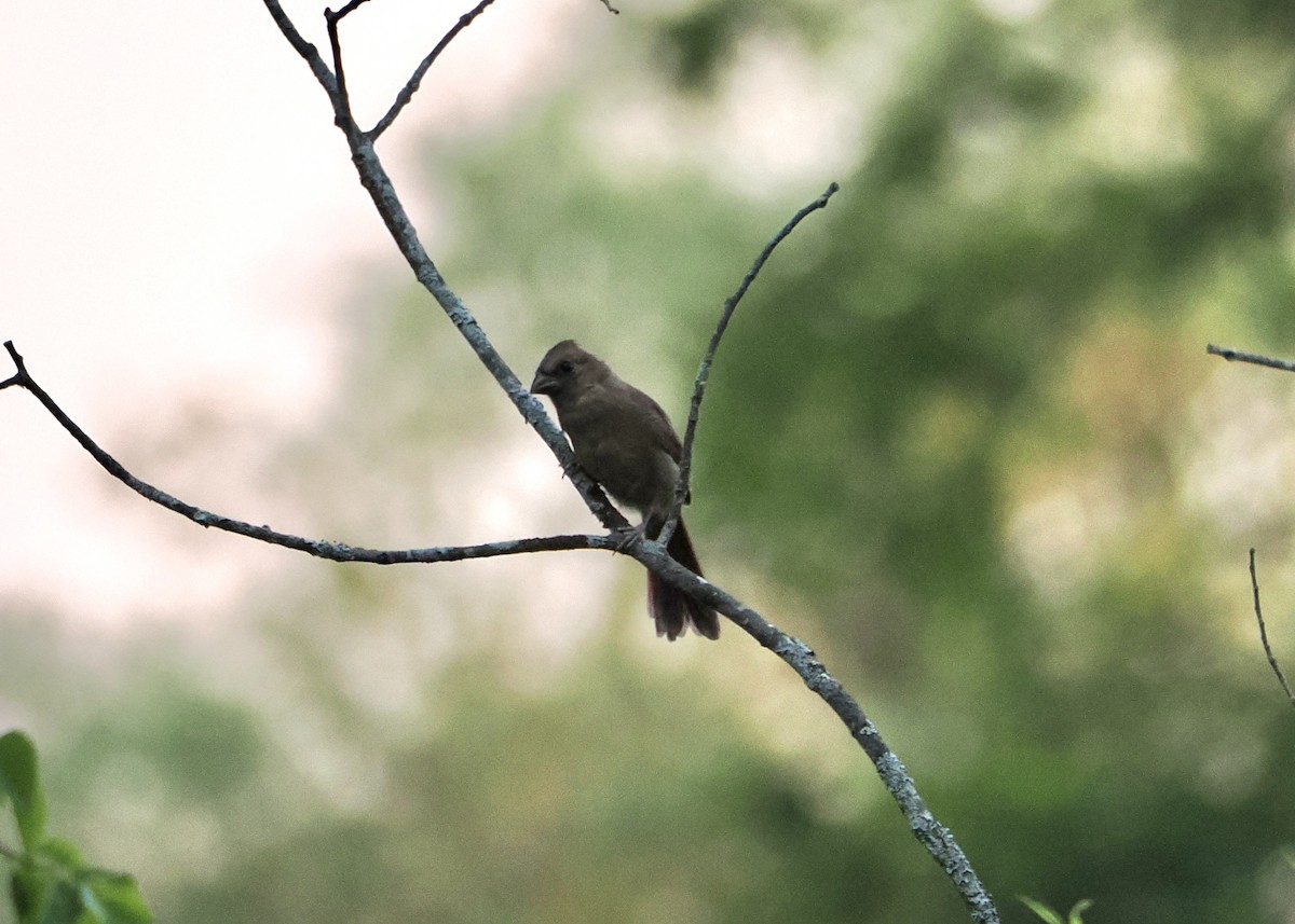 Northern Cardinal - ML638084156