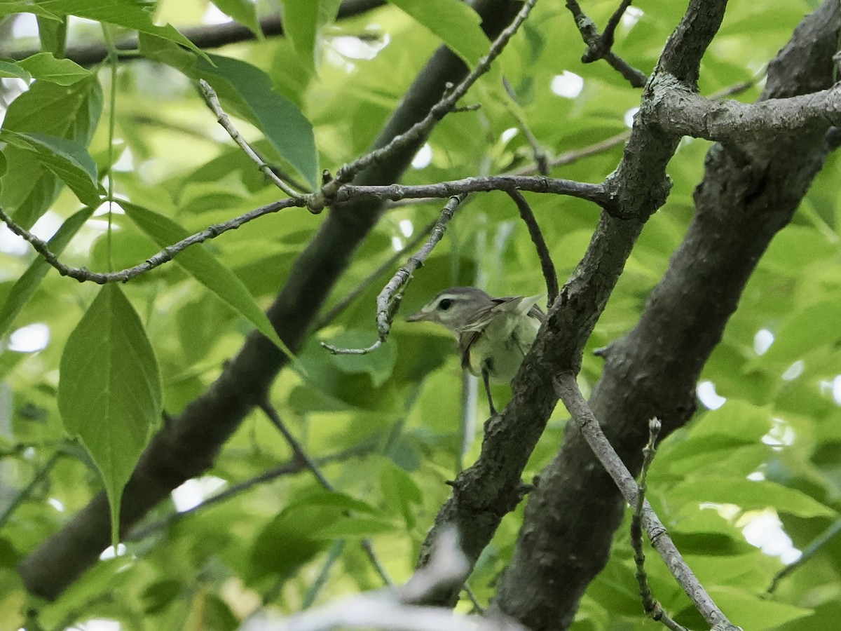 Warbling Vireo - ML638084171